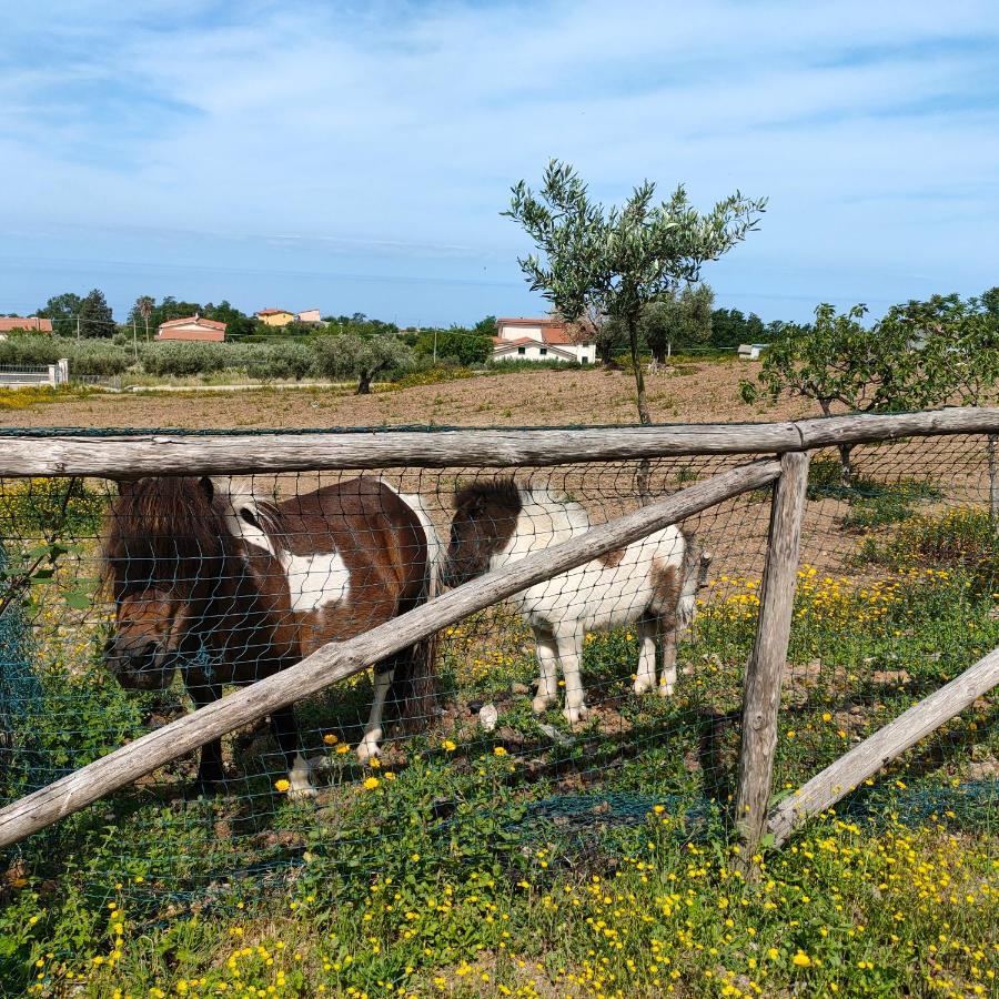 Agriturismo Agri Armonia San Lucido Eksteriør bilde