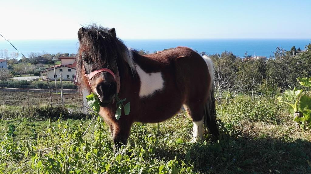 Agriturismo Agri Armonia San Lucido Eksteriør bilde