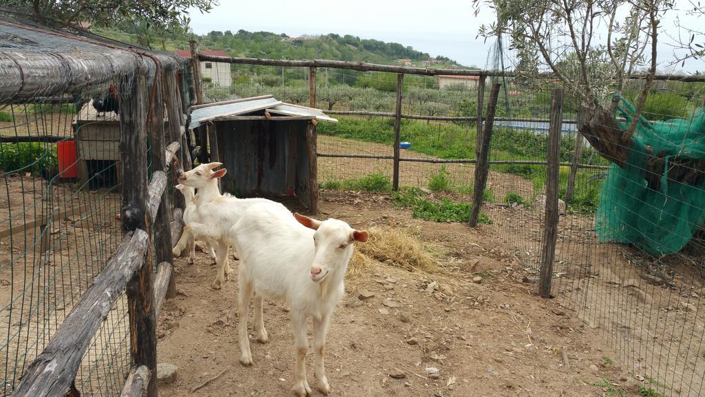 Agriturismo Agri Armonia San Lucido Eksteriør bilde